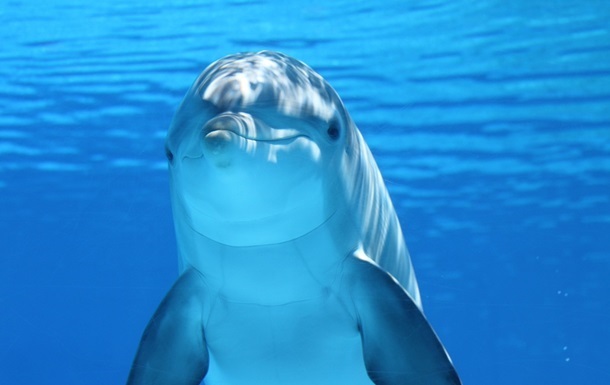 4300595.jpg