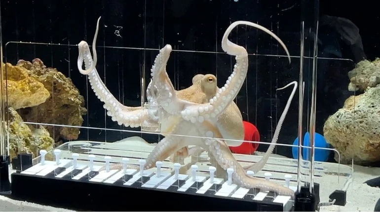 Новини світу - Музикант з Швеції навчив восьминіга грати Baby Shark