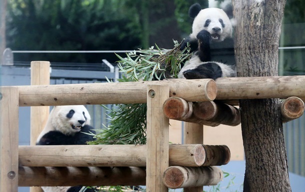 Фото для новини:Китай забрав останніх панд із Японії: завершилася 50-річна епоха