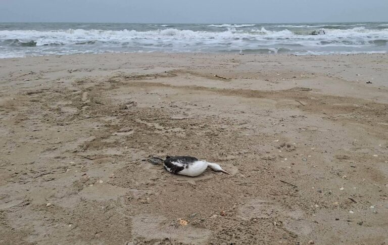 Фото для новини:Розлив олії під Одесою призвів до загибелі понад 1000 птахів - еколог