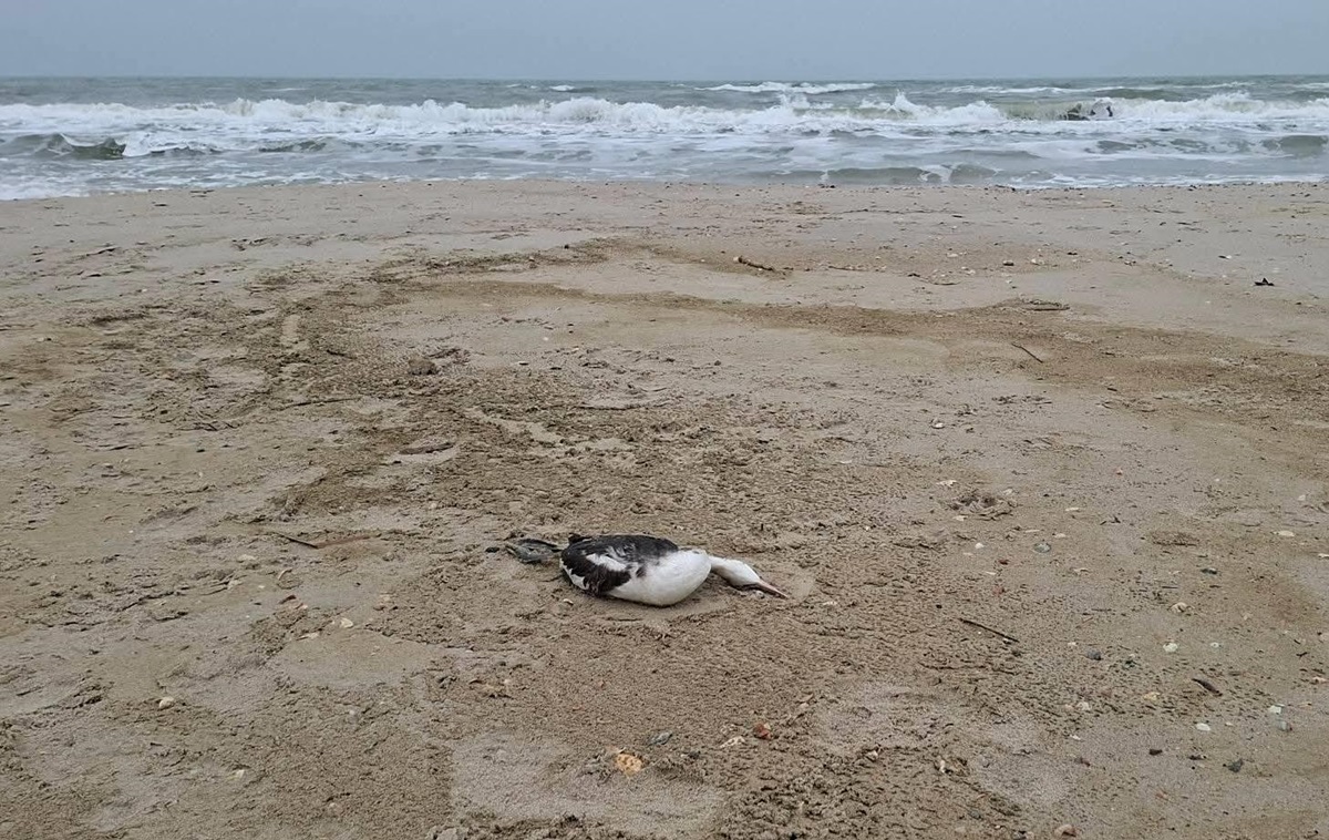 Фото для новини:Розлив олії під Одесою призвів до загибелі понад 1000 птахів - еколог