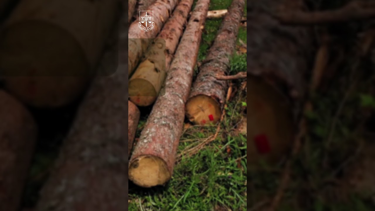 Фото для новини:За незаконну порубку дерев прокуратура вимагає відшкодувати 11,8 млн грн