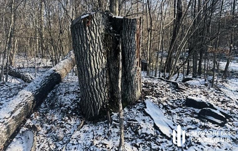 Фото для новини:На Волині незаконно зрубали дерев на понад 5 млн