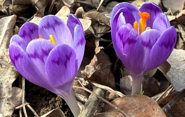 Фото для новини:На Закарпатті зацвіли шафрани та підсніжники