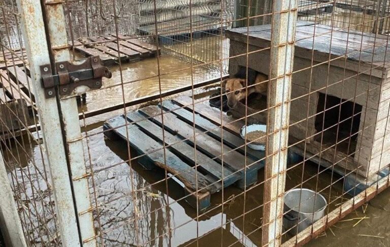 Фото для новини:Притулок у Кропивницькому опинився під водою: "у пастці" сотні собак