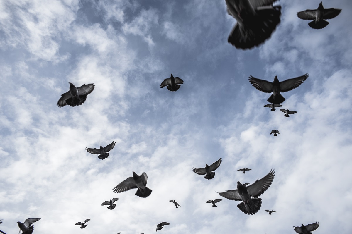 Фото для новини:Російський стартап планує зробити з голубів "біодрони"