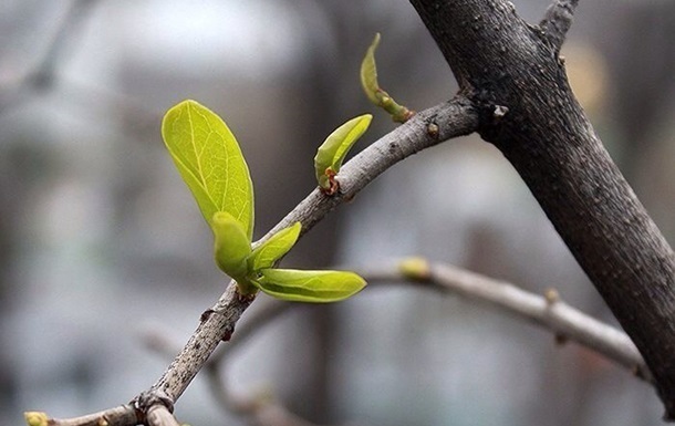 Фото для новини:Синоптики спрогнозували, яким буде березень в Україні