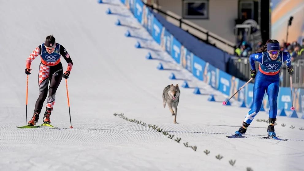 Фото для новини:Собака став учасником жіночого кросу на Олімпіаді