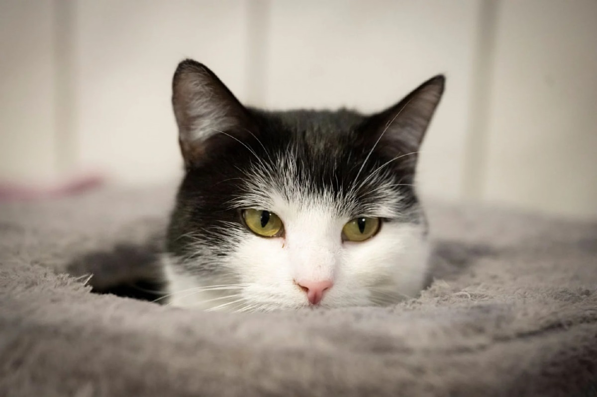 Фото для новини:У Німеччині кішку Шилу віддали до притулку через тягу до поїздів