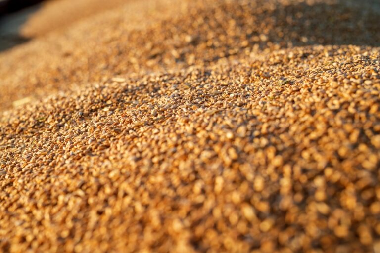 Фото для новини:Україна скоротила експорт агропродукції у січні