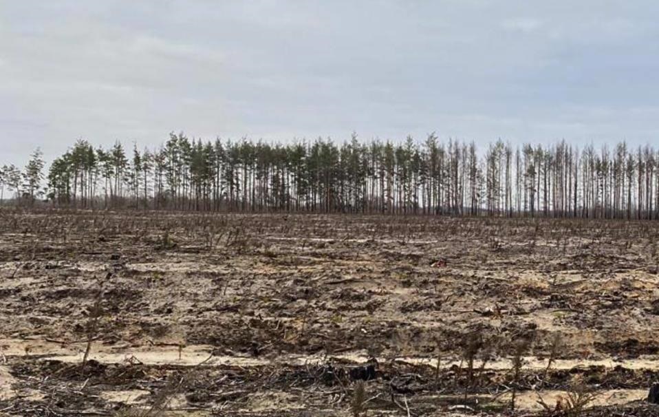 Фото для новини:В Україні викрили схеми незаконних рубок на 18 млн