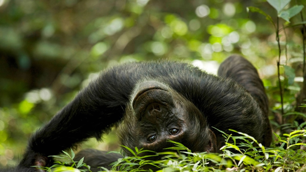Фото для новини:Вчені знайшли нові докази "гіпотези п&rsquo;яної мавпи"