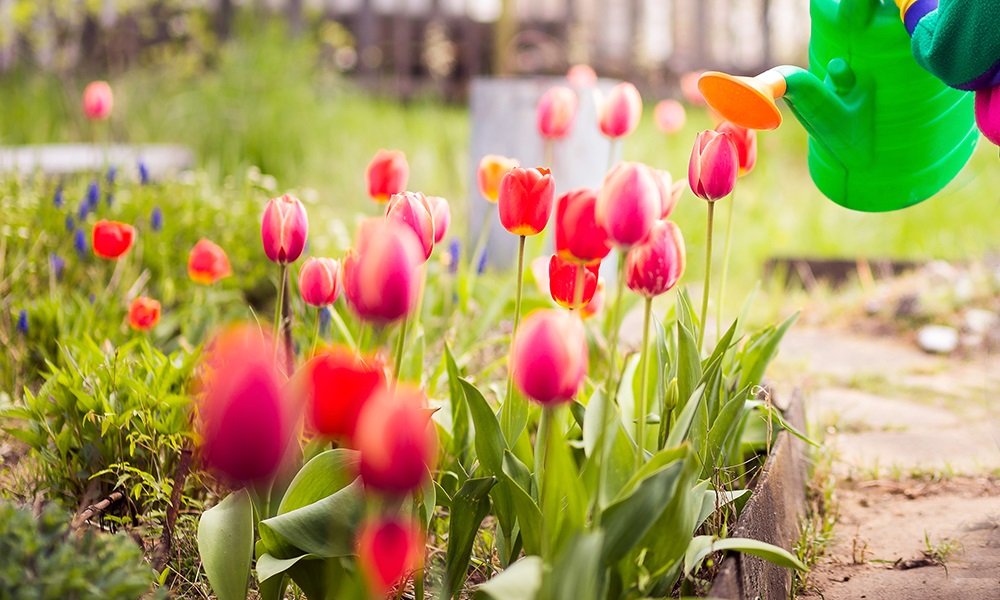 Фото для новини:Весняна хитрість для пишного цвітіння тюльпанів у вашому саду