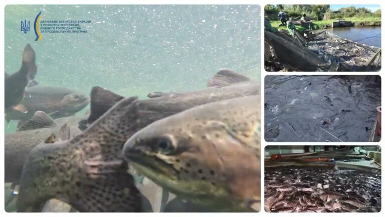 Фото для новини:❗️Аквакультура – один з елементів продовольчої безпеки держави