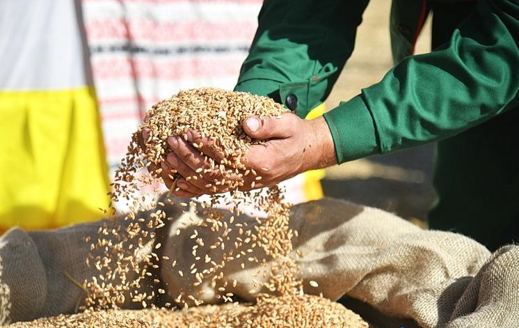 Фото для новини:Білорусь продає крадене українське зерно, видаючи його за "своє" - ЦПД