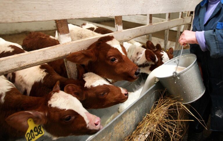 Фото для новини:Фермери РФ втратили 1,5 млрд рублів через масове знищення худоби