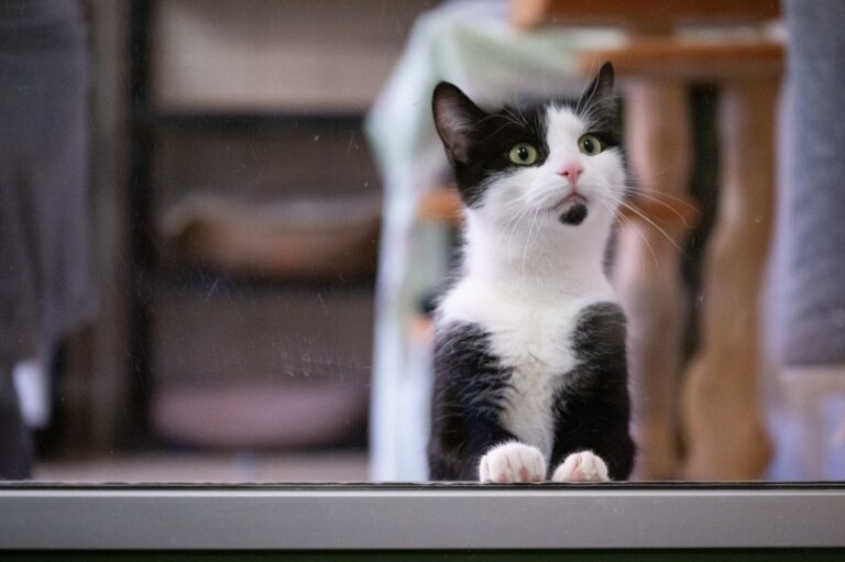 Фото для новини:Кішок почали використовувати в терапії аутизму та тривожних розладів