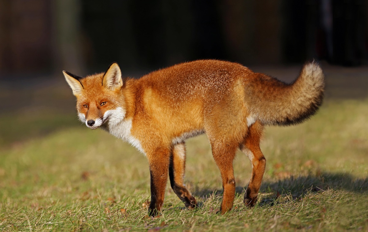Фото для новини:Лисиця проти вовка: унікальне відео полювання тварин