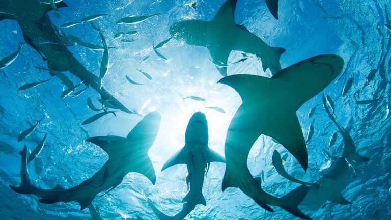 Фото для новини:На Багамах в крові акул виявили кокаїн і кофеїн