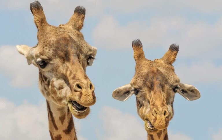 Фото для новини:Названо сім видів тварин, які оплакують близьких