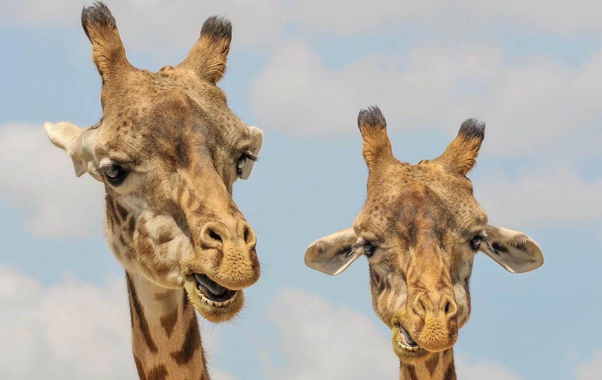 Фото для новини:Названо сім видів тварин, які оплакують близьких