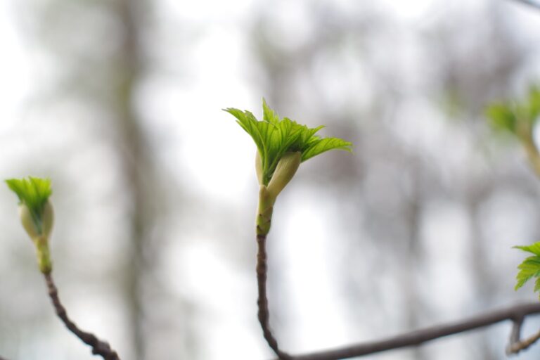 Фото для новини:Потепління, місцями дощитиме: синоптики про погоду у найближчі дні