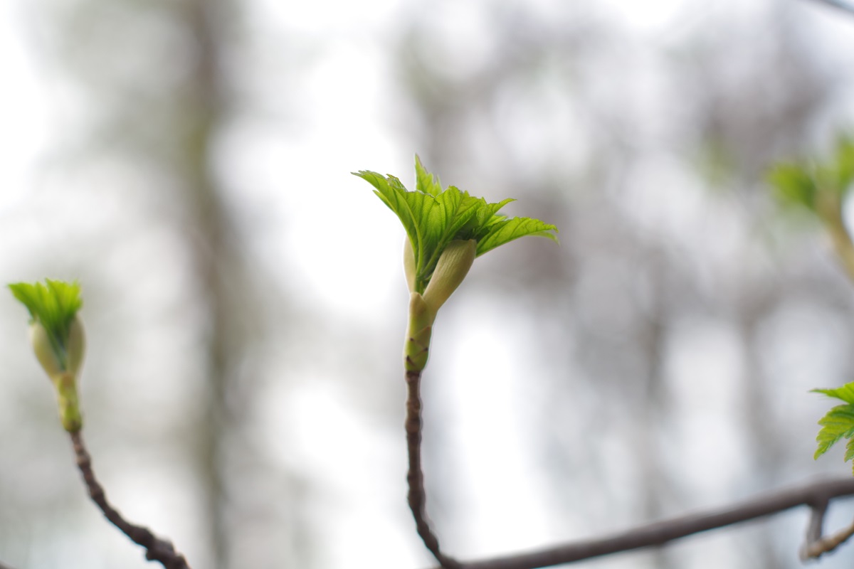 Фото для новини:Потепління, місцями дощитиме: синоптики про погоду у найближчі дні