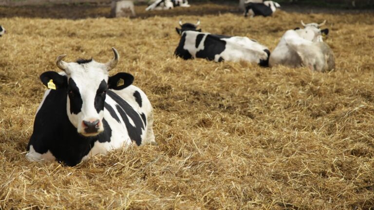 Фото для новини:Росія приховує спалахи небезпечних хвороб тварин - розвідка