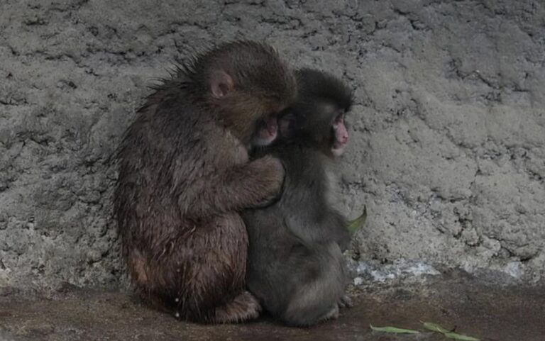 Фото для новини:Самотня мавпочка Панч знайшла друга: її відкинула зграя