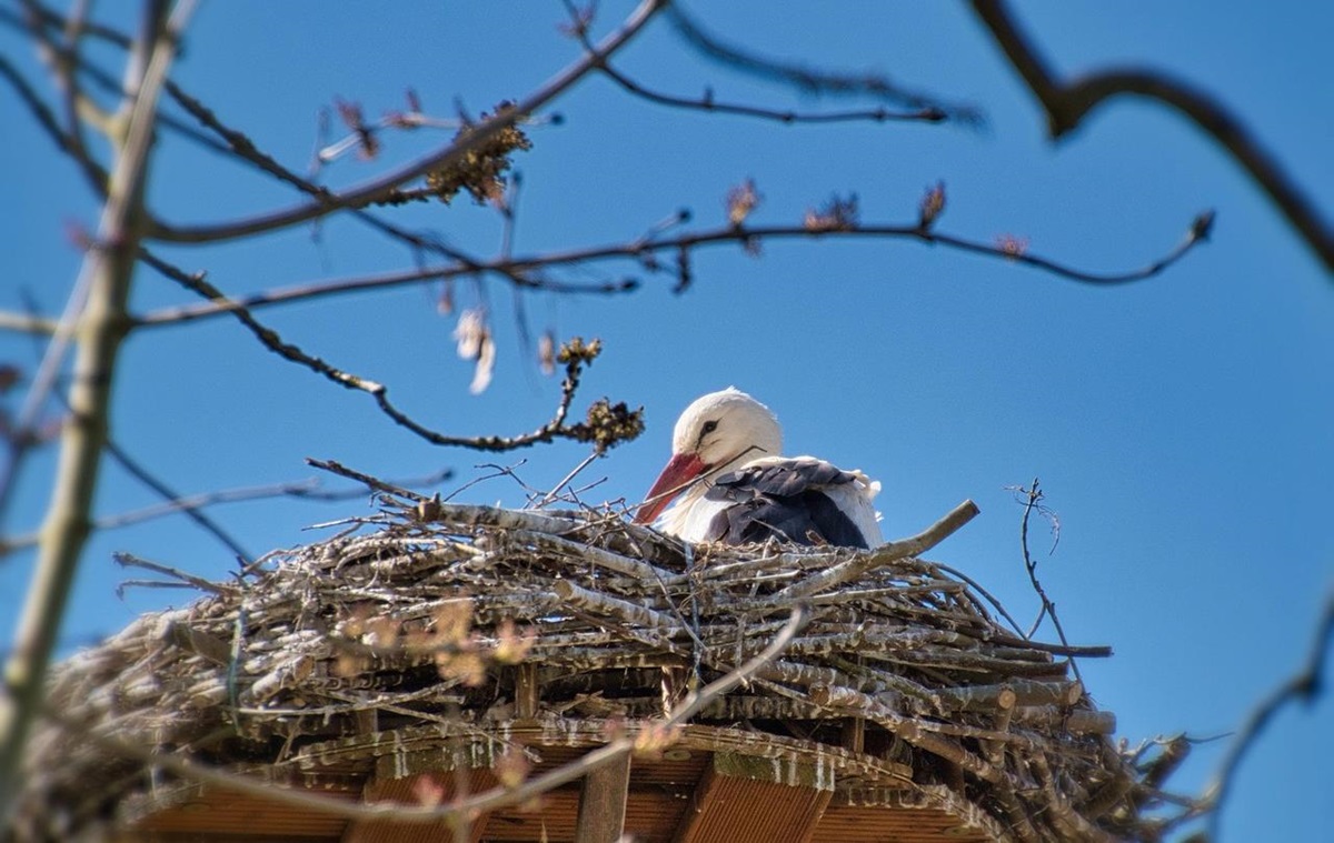Фото для новини:Свята 17 березня 2026 року: іменини, прикмети