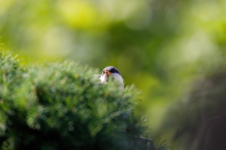 Фото для новини:Свята 5 березня: загибель Шухевича, прем'єра Лебединого озера та інші події
