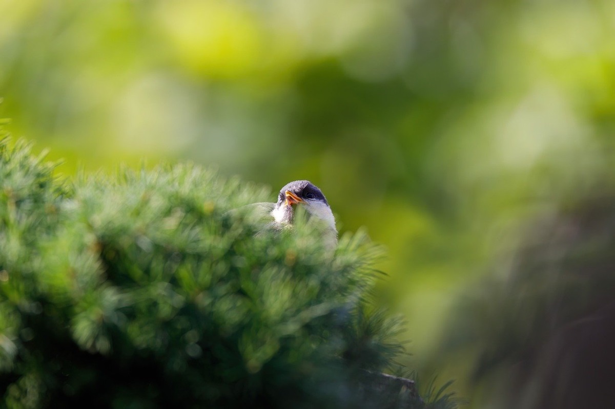 Фото для новини:Свята 5 березня: загибель Шухевича, прем'єра Лебединого озера та інші події