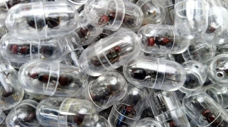 Фото для новини:У Кенії затримали китайця, який намагався вивезти понад дві тис. мурах