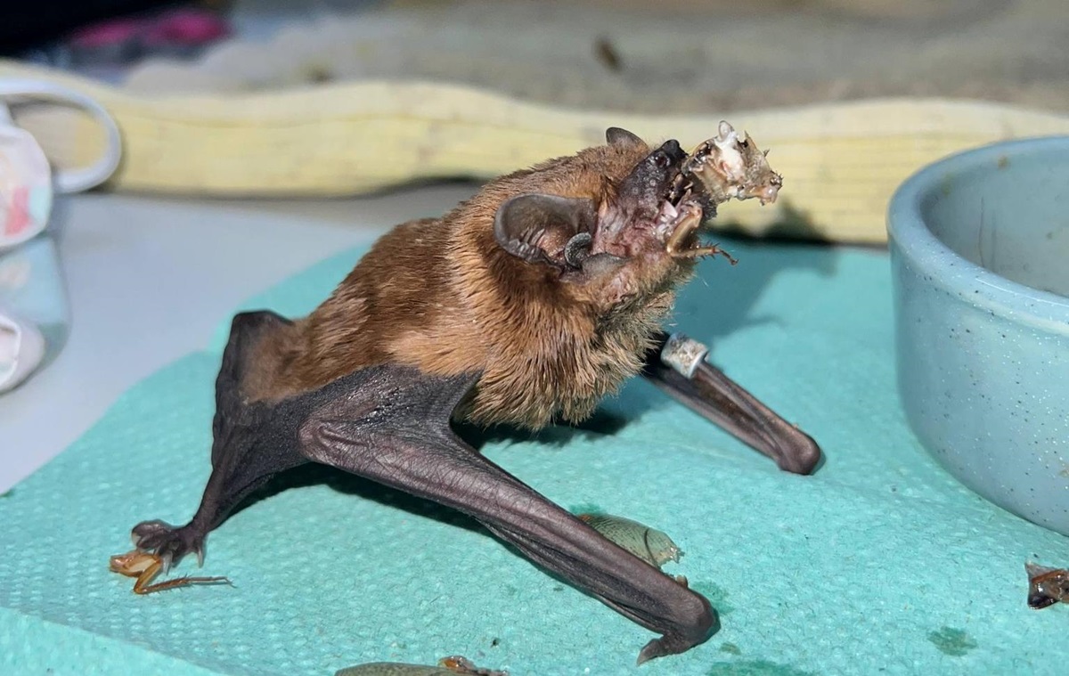 Фото для новини:У Харкові врятували понад 900 кажанів