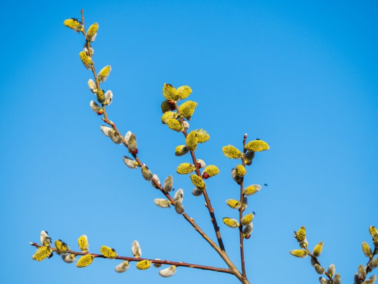 Фото для новини:У Києві настала метеорологічна весна