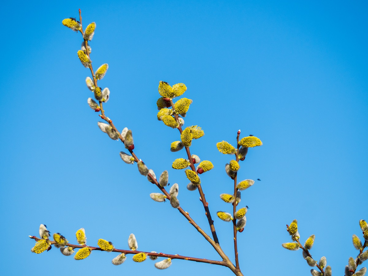 Фото для новини:У Києві настала метеорологічна весна