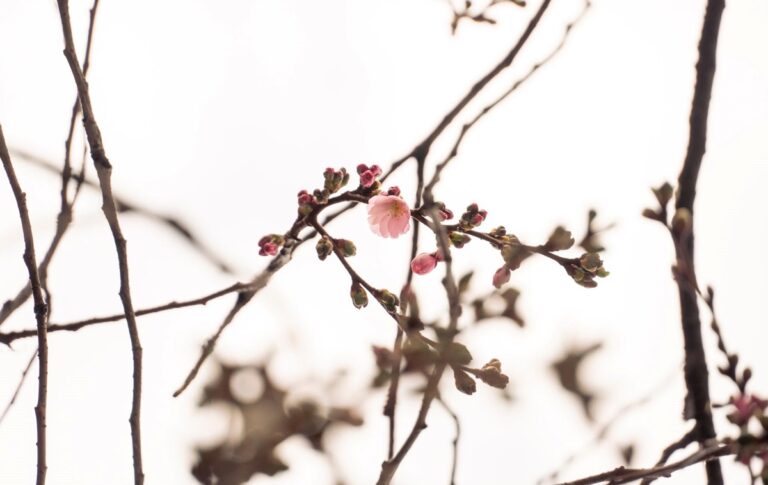 Фото для новини:У Мукачеві зацвіла "шалена" сакура