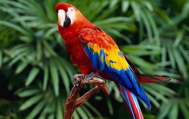 Фото для новини:В аеропорту Нідерландів перехопили контрабанду з 260 яєць папуги