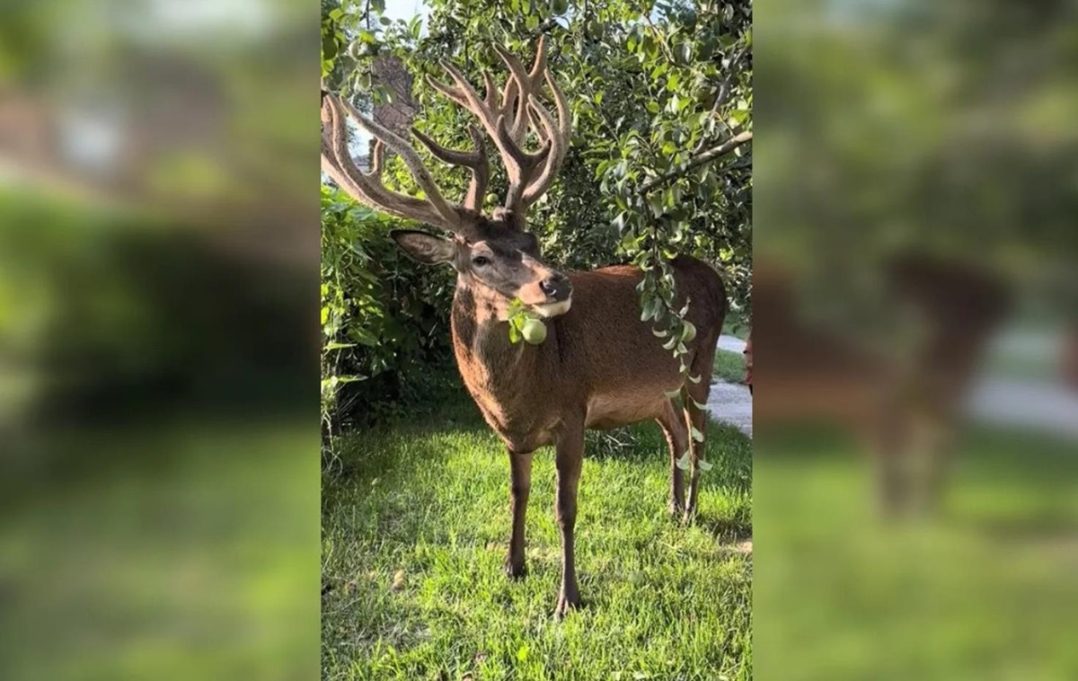Фото для новини:Відомого оленя Бориса з Рівненщини збила машина