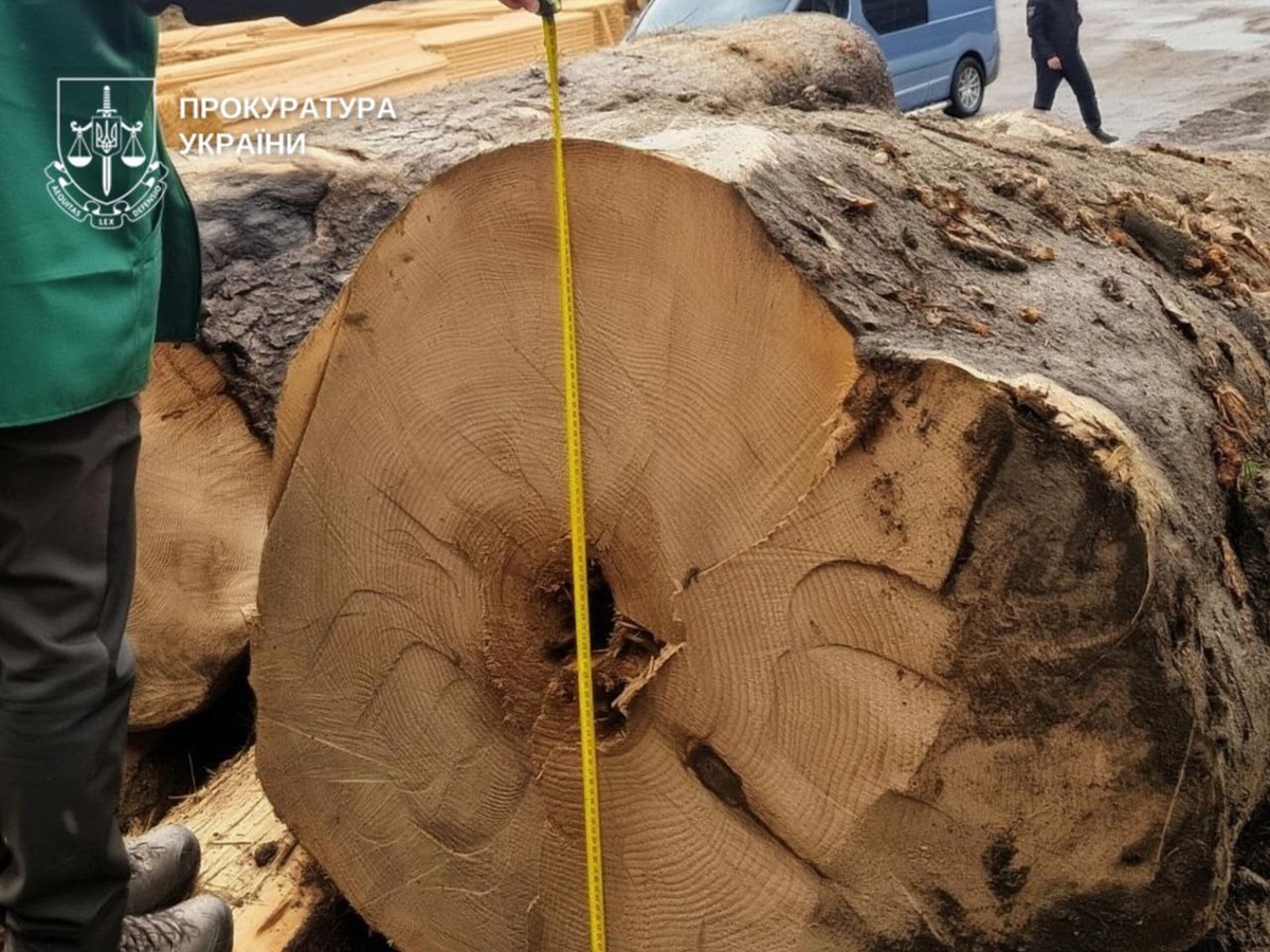 Фото для новини:Вирубка цінних порід на 27 млн: буковинському ліснику оголосили підозру