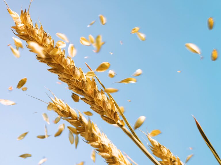 Фото для новини:Війна в Ірані розганяє ціни на продовольство