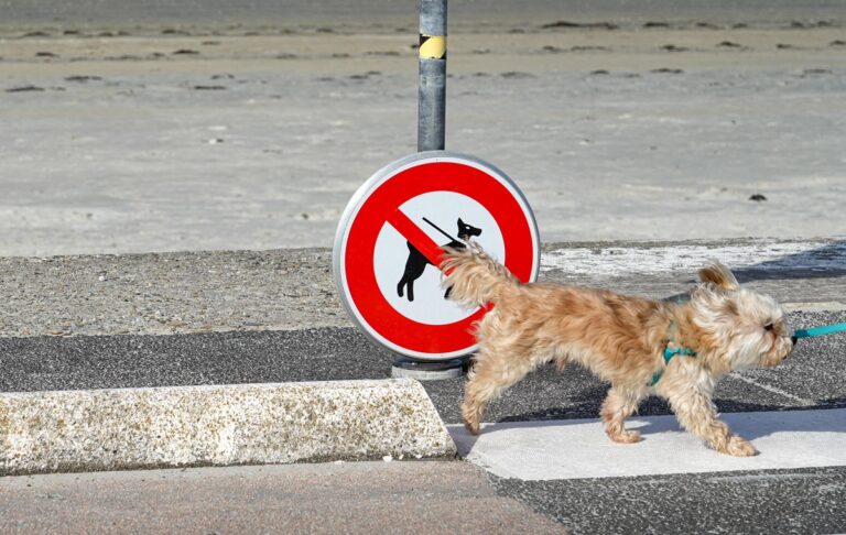 Фото для новини:"Заборона тримати собак на ланцюгу": в Україні спростували фейк