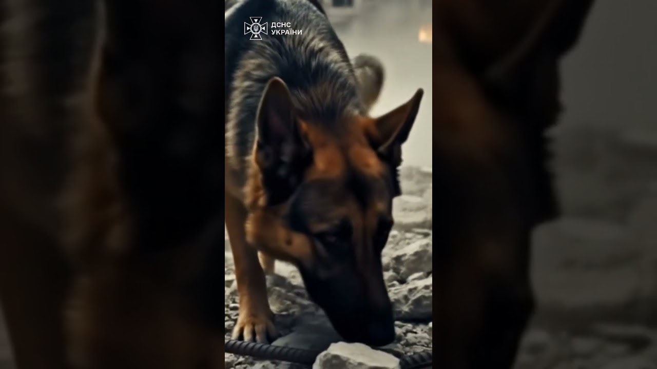 Фото для новини:Там, де панує тиша, кінологи шукають слід життя.