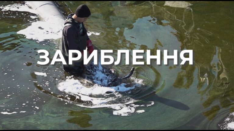 Фото для новини:❗️ Зариблення – важливий інструмент відновлення рибних популяцій
