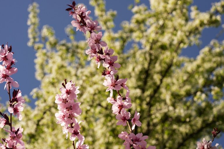 Фото для новини:До половини врожаю кісточкових втрачено - Укргідрометцентр