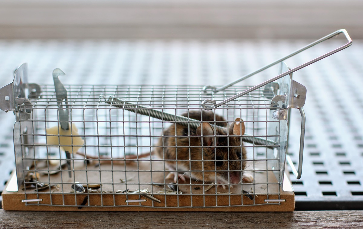 Фото для новини:Миша перехитрила господаря і втекла з пасткою: курйозні кадри