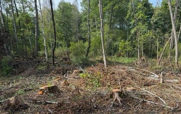 Фото для новини:На Львівщині незаконно зрубали 19 тисяч дерева на 103 млн