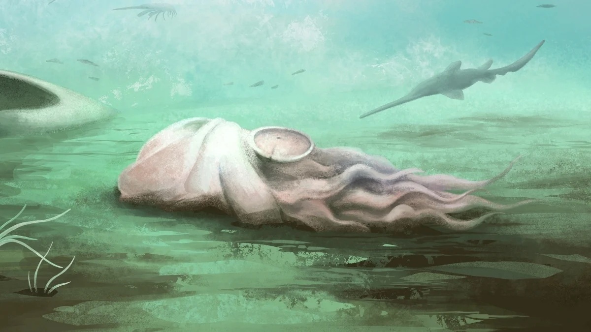 Фото для новини:Найдавніший відомий восьминіг виявився зовсім іншою істотою