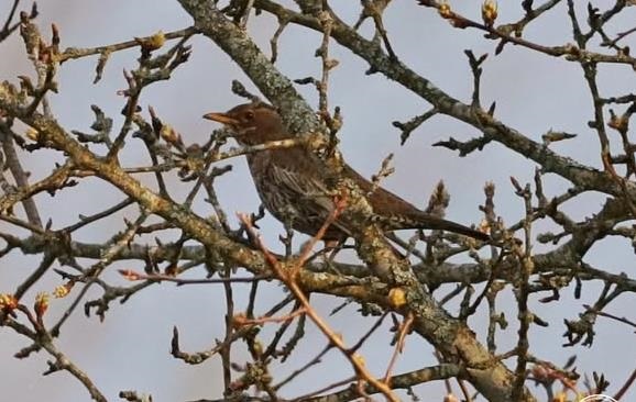 Фото для новини:У Чорнобильському заповіднику зафіксували рідкісного птаха