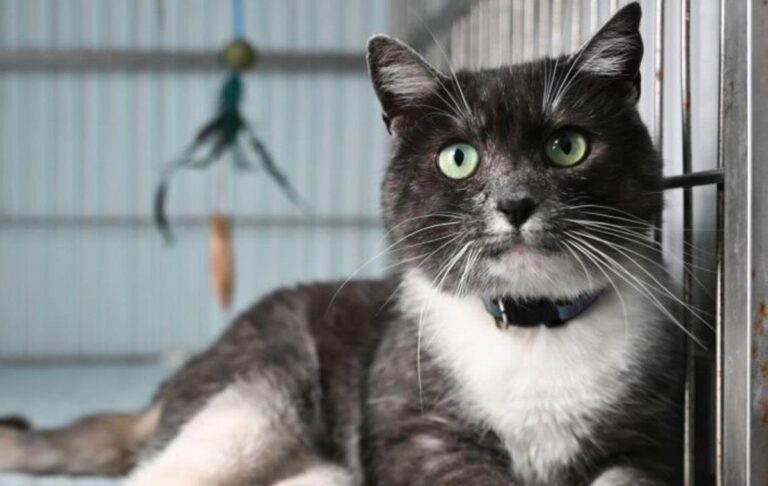 Фото для новини:У Львові в тестовому режимі запрацював Банк крові для котів